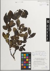 Foto von Salix myrsinifolia Salisb.